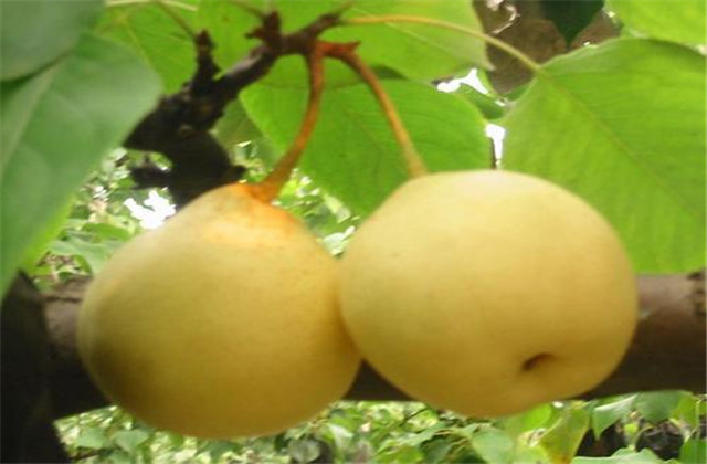 梨树常见的病虫害,梨树的病虫防治方法有哪些