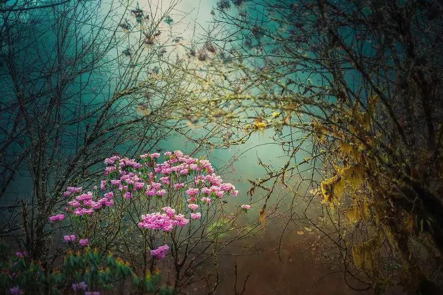 成都自驾百里杜鹃旅游攻略,万亩杜鹃花在青山幽谷