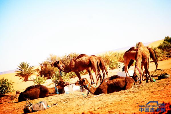 马德里旅行,摩洛哥西班牙葡萄牙之旅