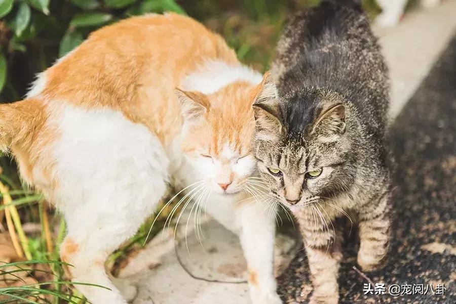 致每一位爱宠人，请了解下困难重重的TNR