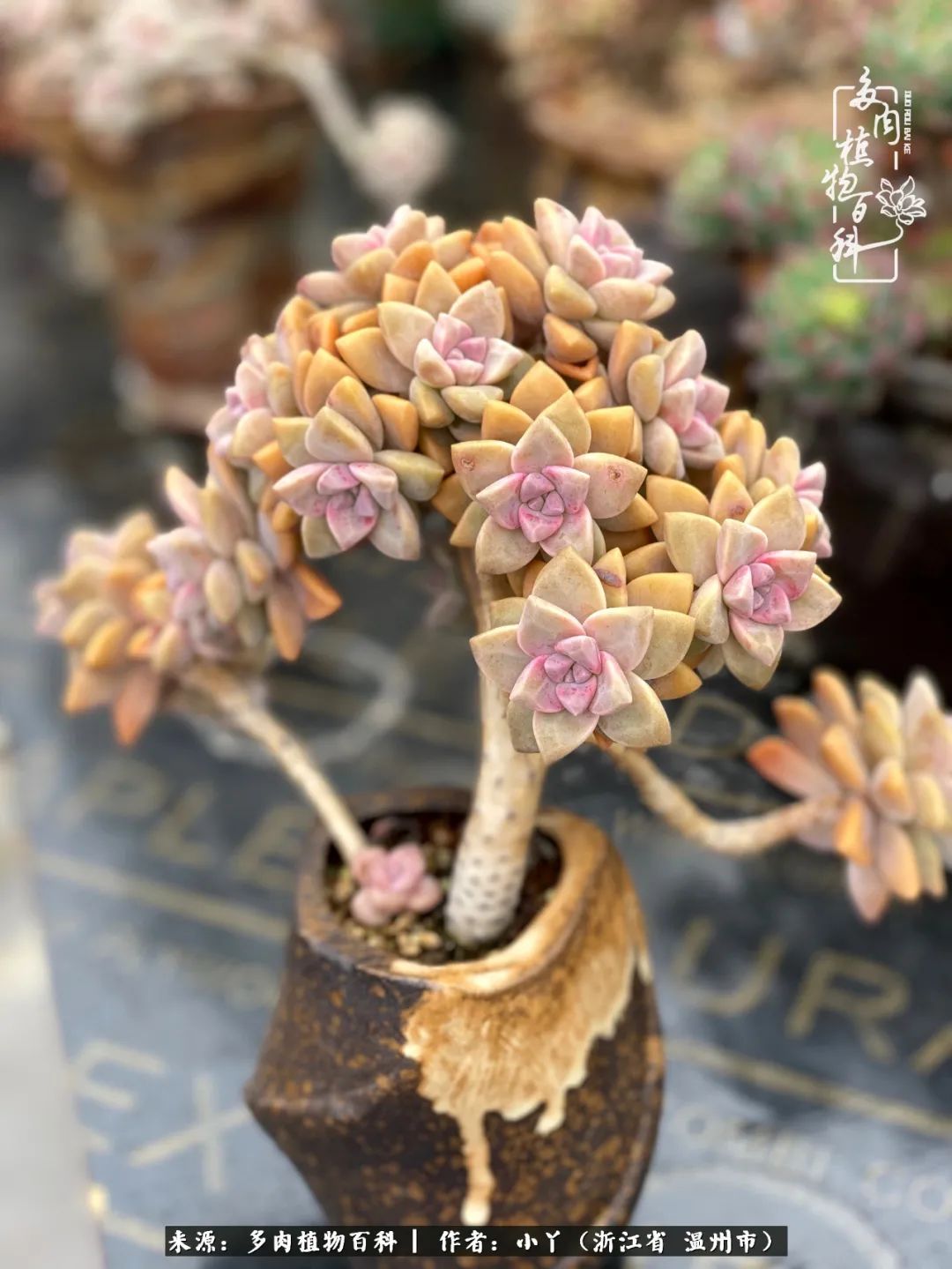 祖上无院家里无矿，一腔浪漫情怀付诸楼顶造花