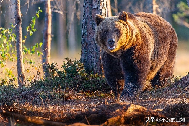 所有国家的熊猫都是中国的吗,有很多国家都有中国的熊猫英文