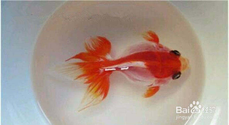 树脂画金鱼的做法,3d树脂金鱼画教程视频