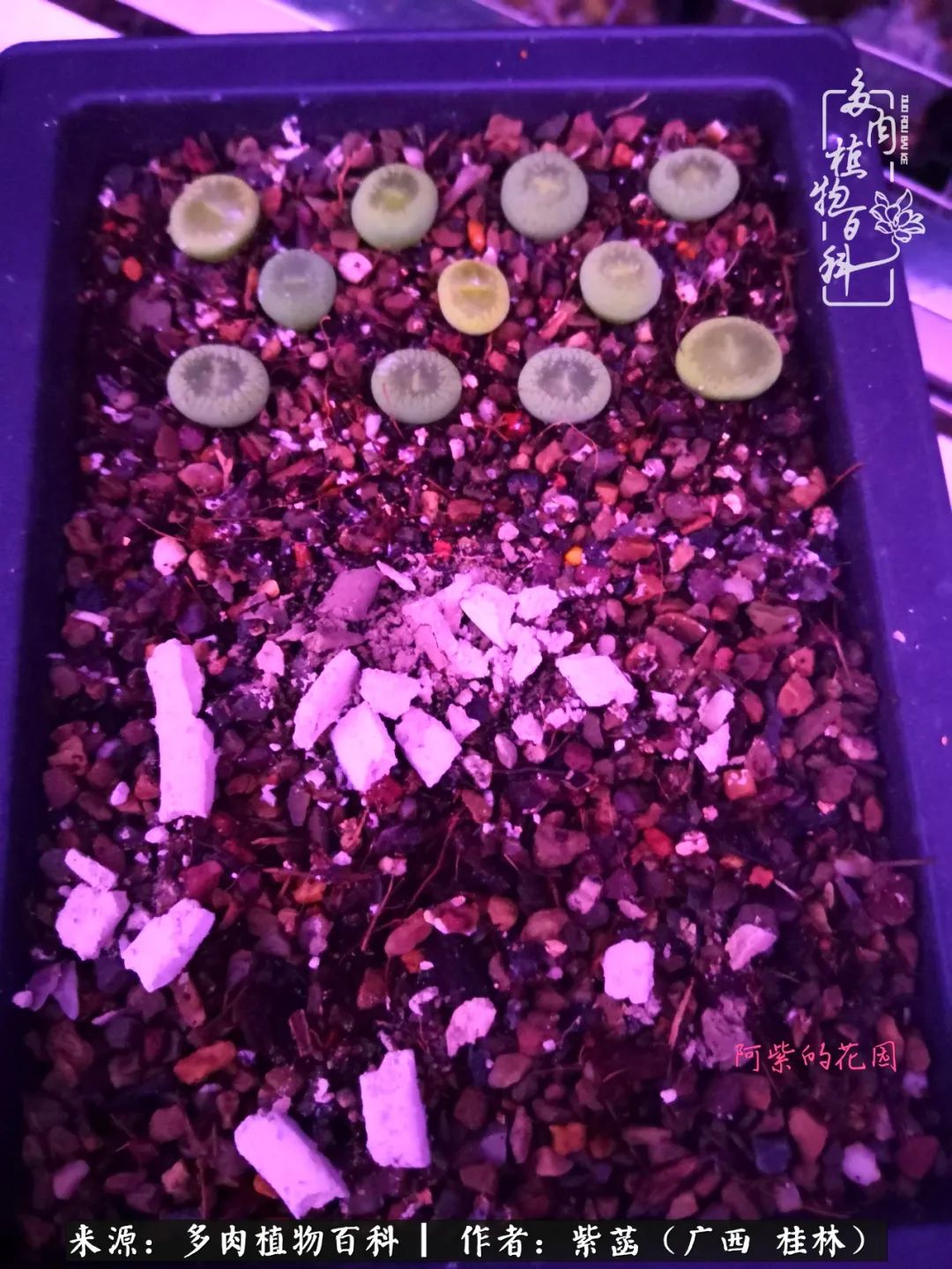 如何在夏天买的多肉度夏,多肉度夏好帮手