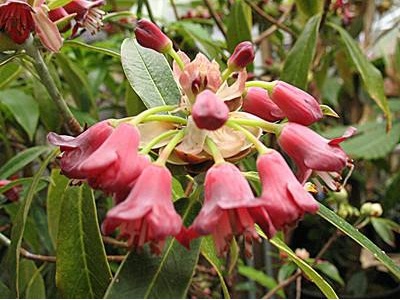 杜鹃花都蔫了怎么修剪才能更旺盛,杜鹃花喜欢什么肥料开得旺盛好养