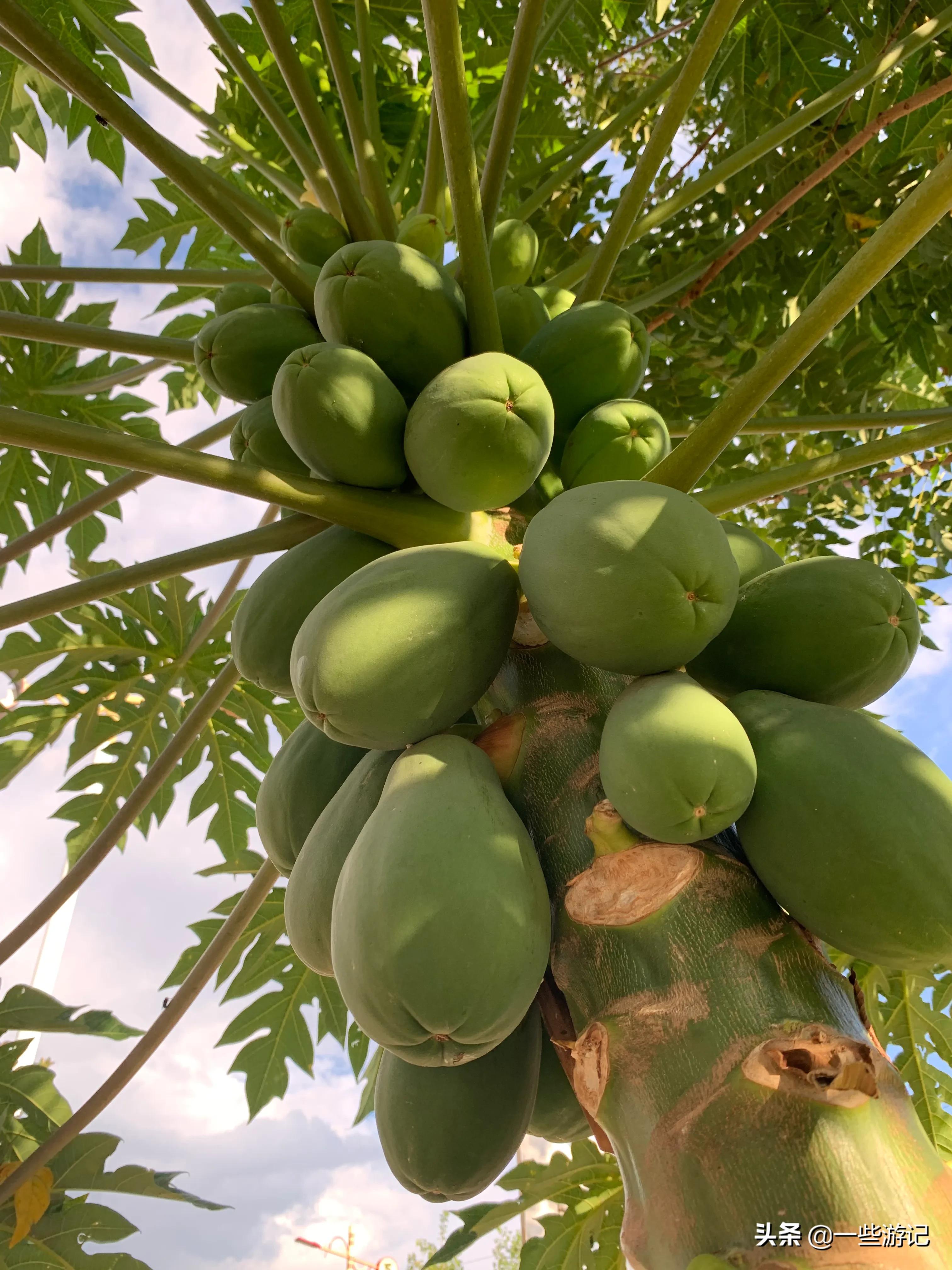 蒙自尼苏小镇大屯海蓝花楹,蒙自大屯海尼苏小镇