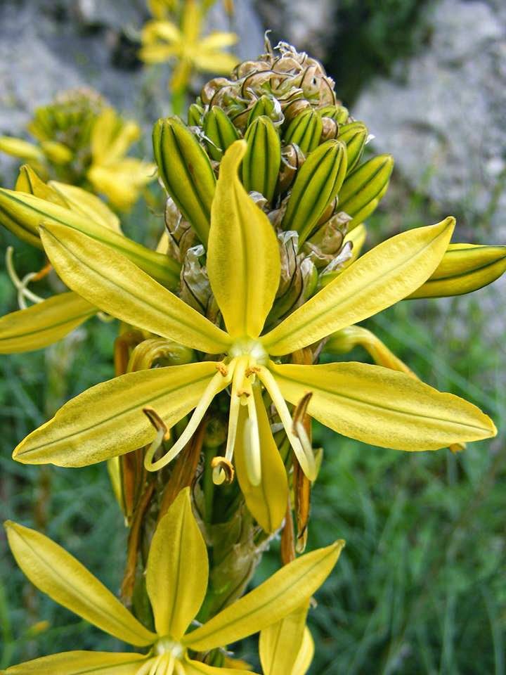 生日鲜花用哪几种花,代表友谊长存和生日快乐花语的花