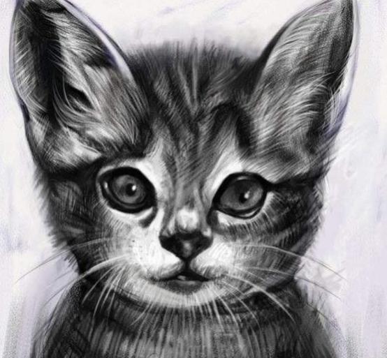 猫能让人复活吗,猫会让人诈尸是真的吗