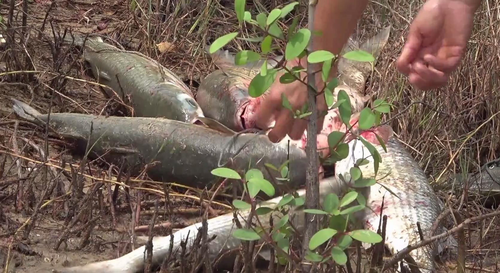 乌头鱼湛江,湛江乌头鱼