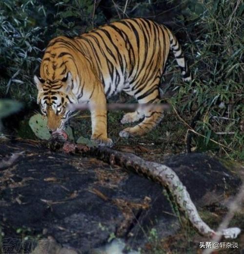 最大老虎能打过成年森蚺吗,世界上最大的蛇跟绿森蚺决斗