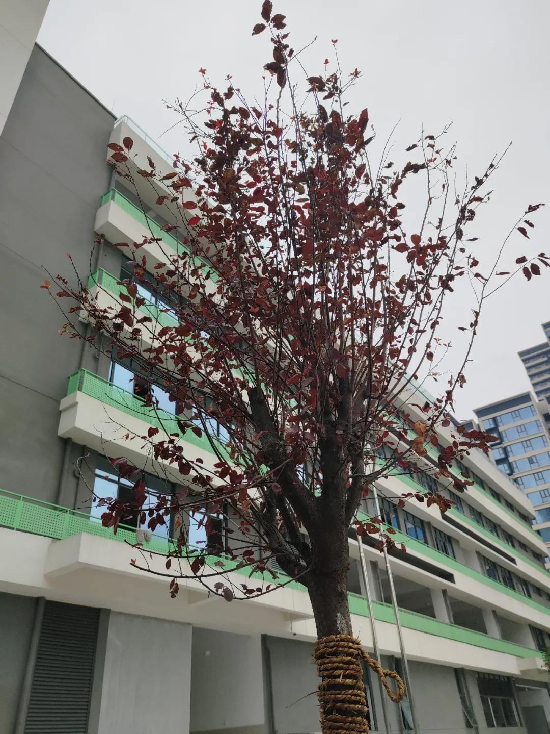 美呆~金牛又一小学校,改扩建完成!