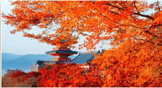 来到日本不能错过章鱼小丸子,去京都不可错过的和服体验