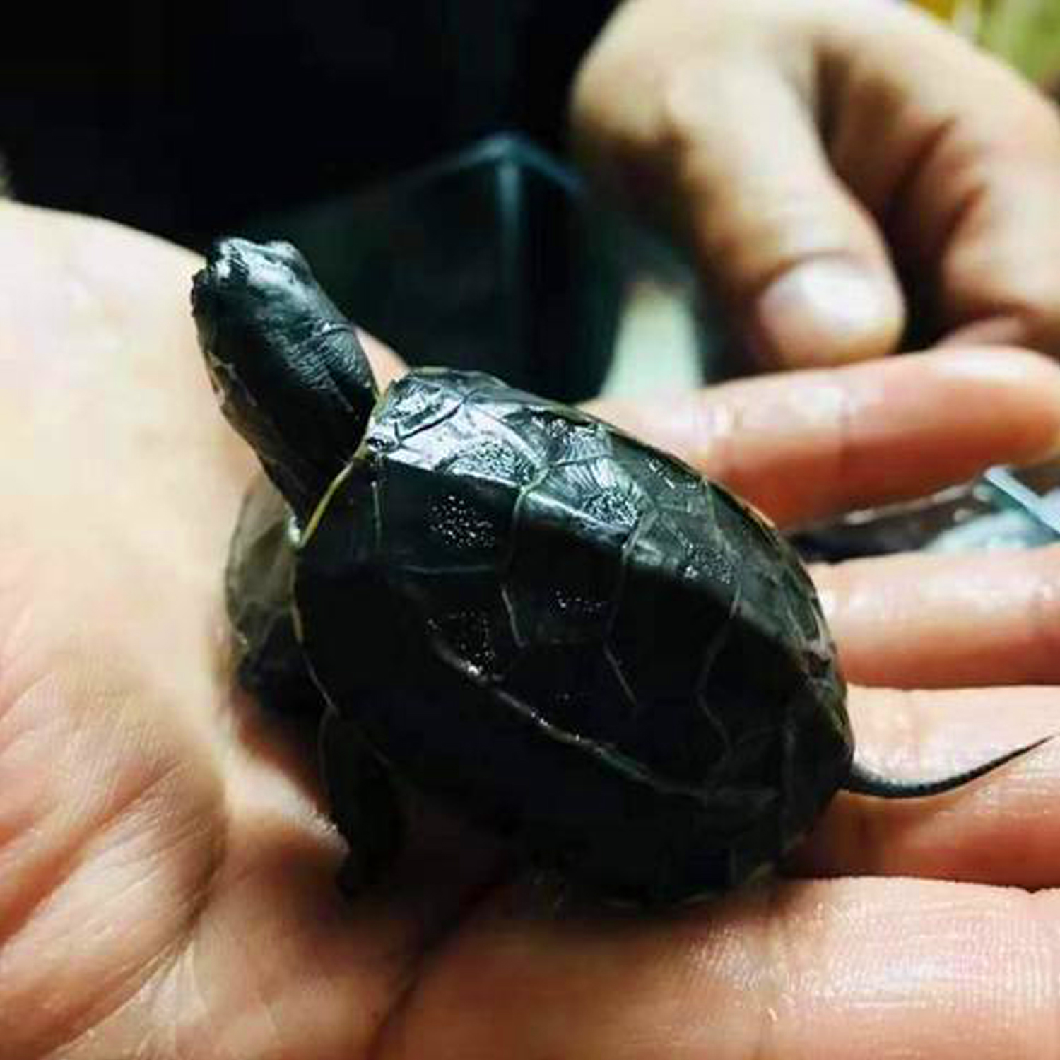 新手养龟哪种龟最好养,养龟新手应该选什么龟好