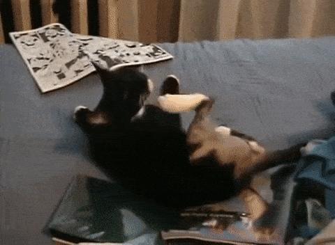 猫咪总挠耳朵痒怎么办,猫咪老是痒挠下巴怎么办