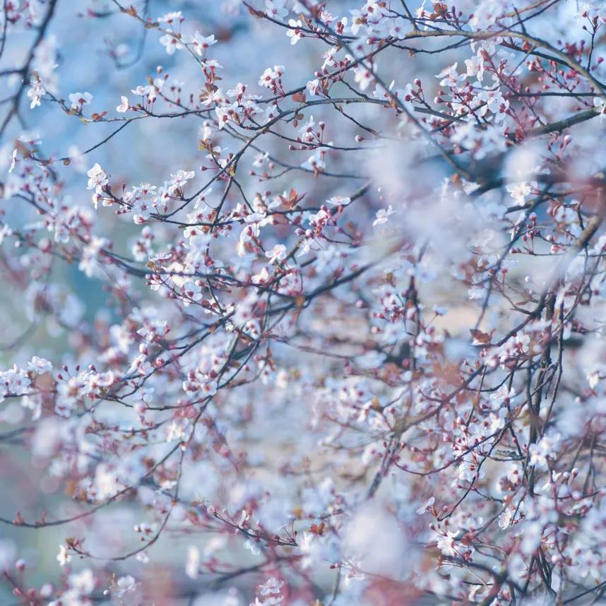 五月杭州西湖美景好看的照片,草长莺飞的图片