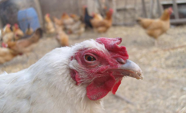 鸡的眼肿了怎么治疗最好,鸡的眼睛肿了怎么治疗该怎么预防