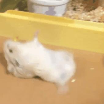 仓鼠躺手的时候要翻身怎么办,仓鼠躺手只啃木棍