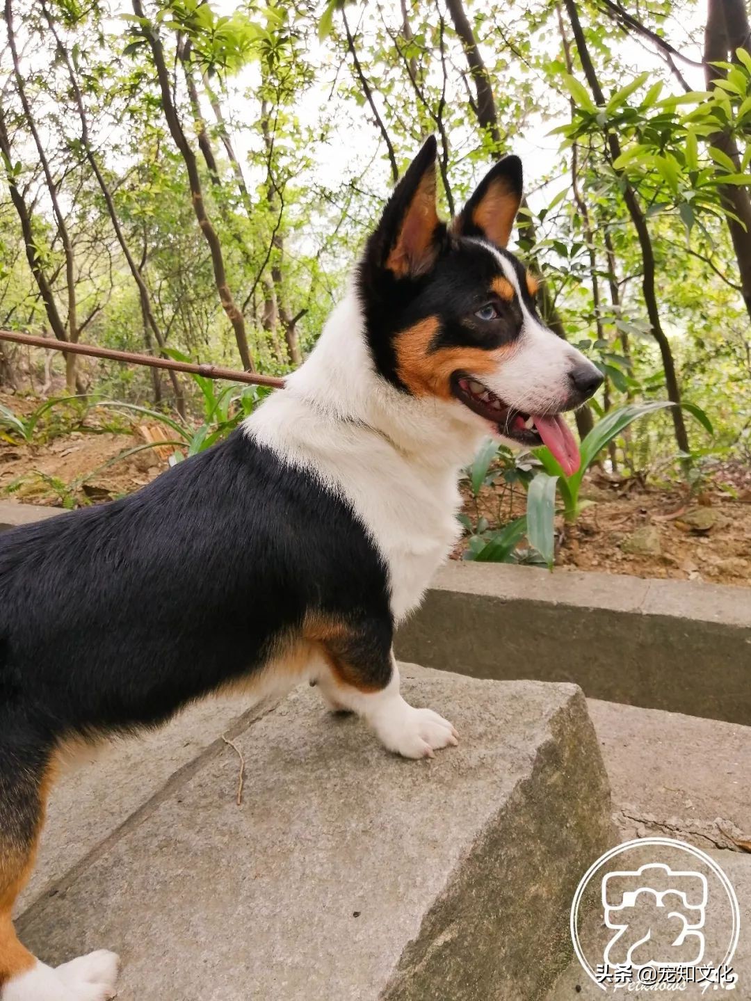 广州南沙黄山鲁森林公园攻略,广州附近可以带宠物的旅游景点