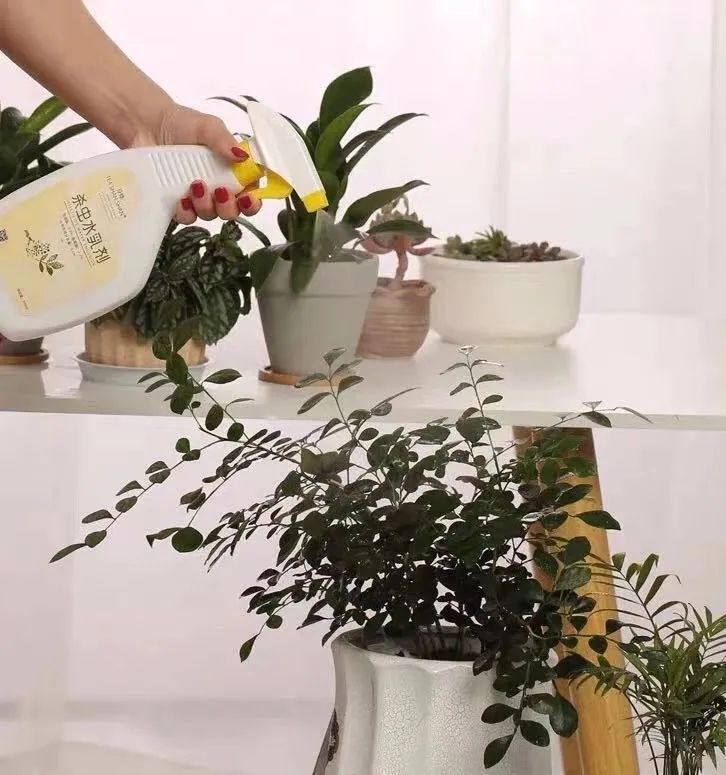 养花喷什么水能消灭虫子,养花有虫子自制杀虫剂杀菌