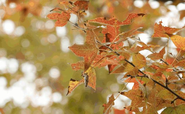 速来!园博苑有让*欲人**罢不能的季相变化之美,还有众多萌物陪伴你~