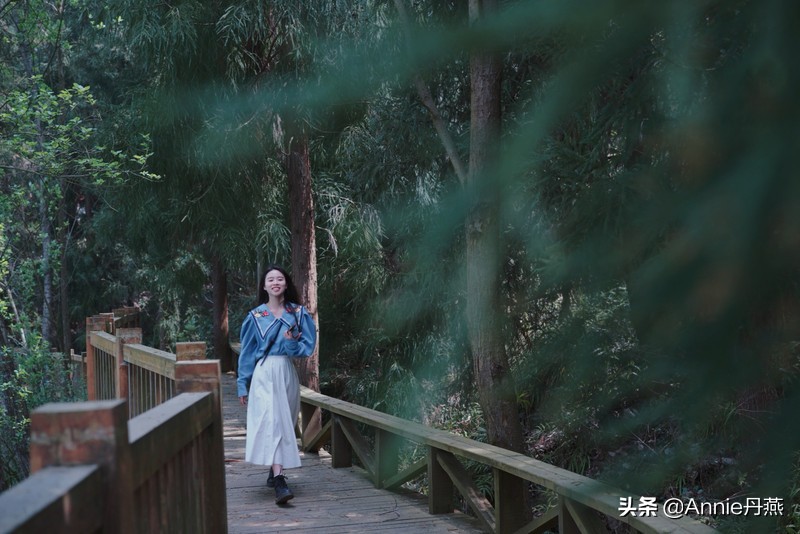 百里杜鹃花开如海,百里杜鹃百里盛开