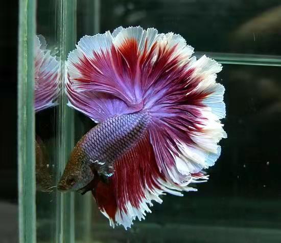 斗鱼鱼苗可以一起混养吗,泰国斗鱼可以和其他小型鱼混养吗