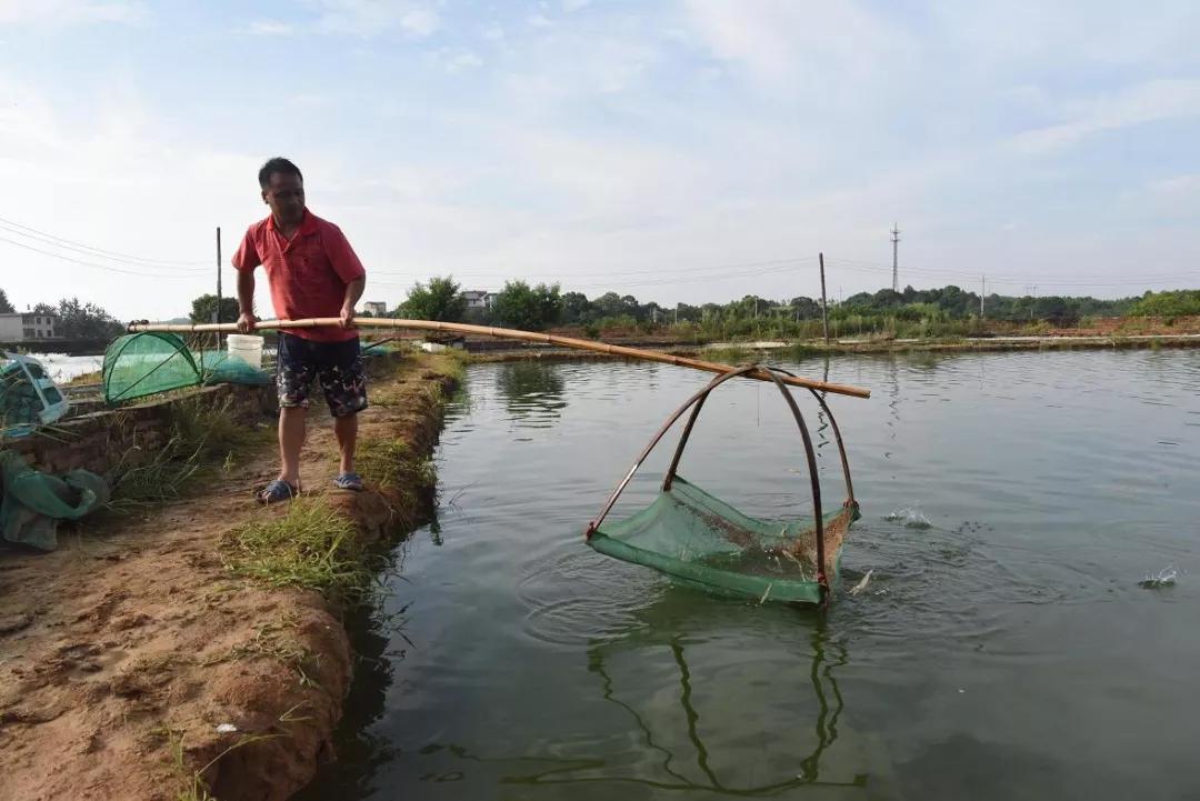 虾类常见疾病及治疗方案图片,虾病用药大全