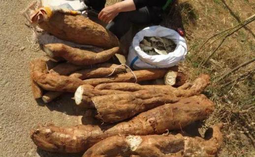 北有人参南有葛根,南有葛根北有人参的功效