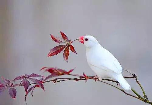 金丝雀鸟品种大全,金丝雀鸟图片及鸣叫