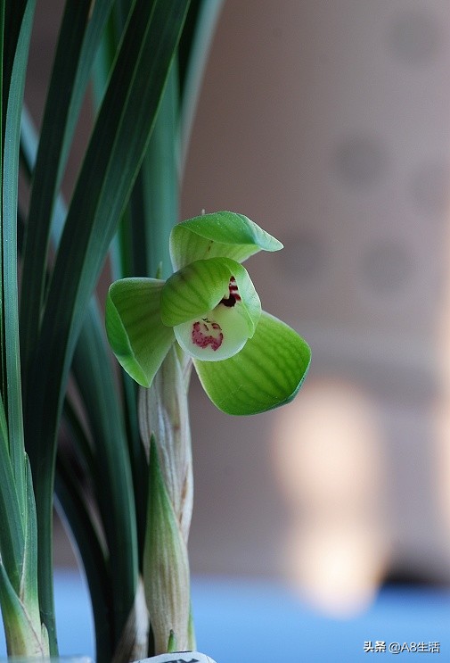 春兰名品兰花,春兰兰花名品图鉴