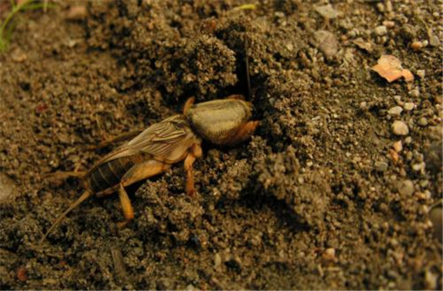 西瓜虫害及防治,西瓜虫害与防治