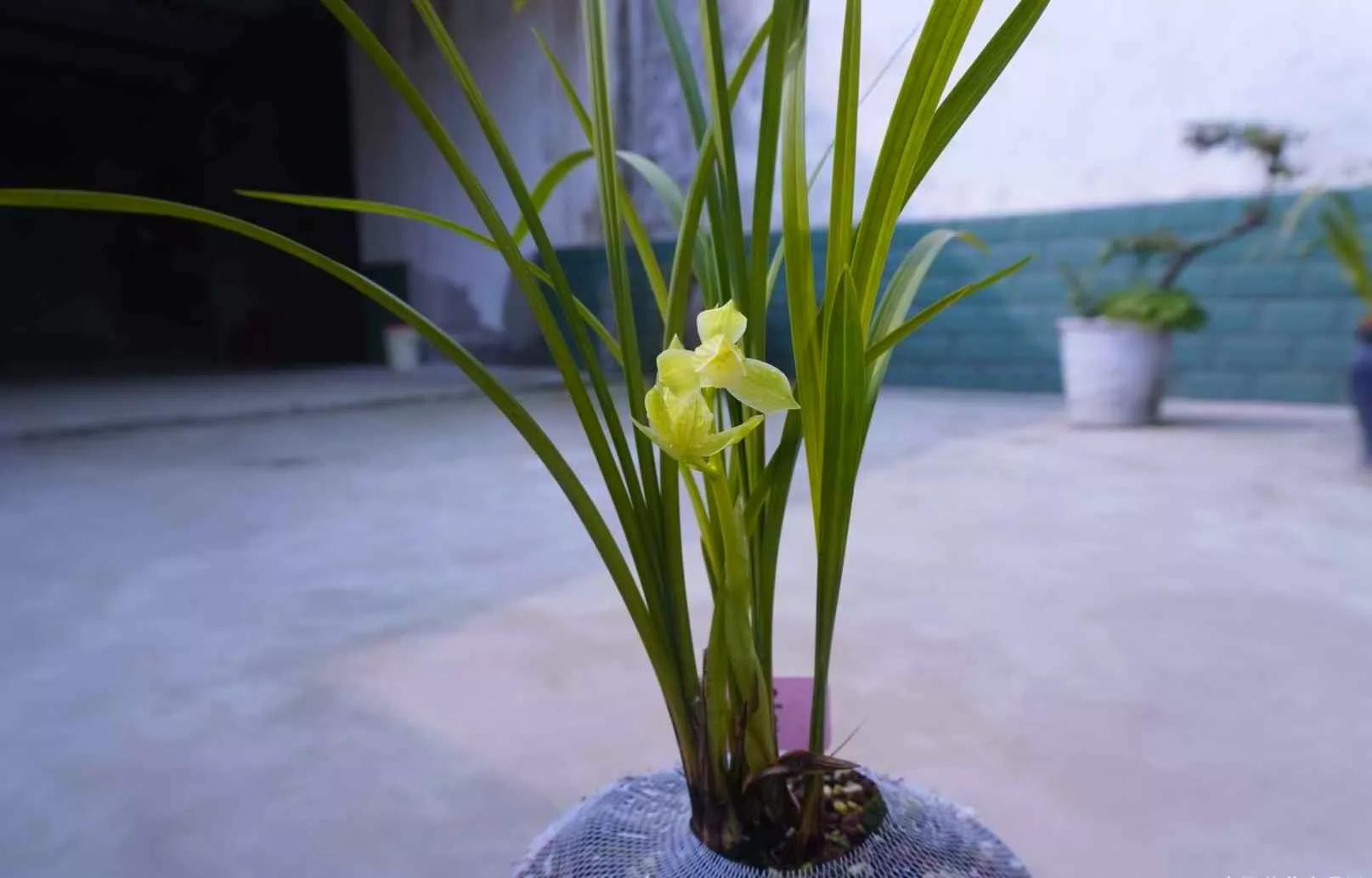 通江早年下山的一颗春剑素荷，后来成为传世名品