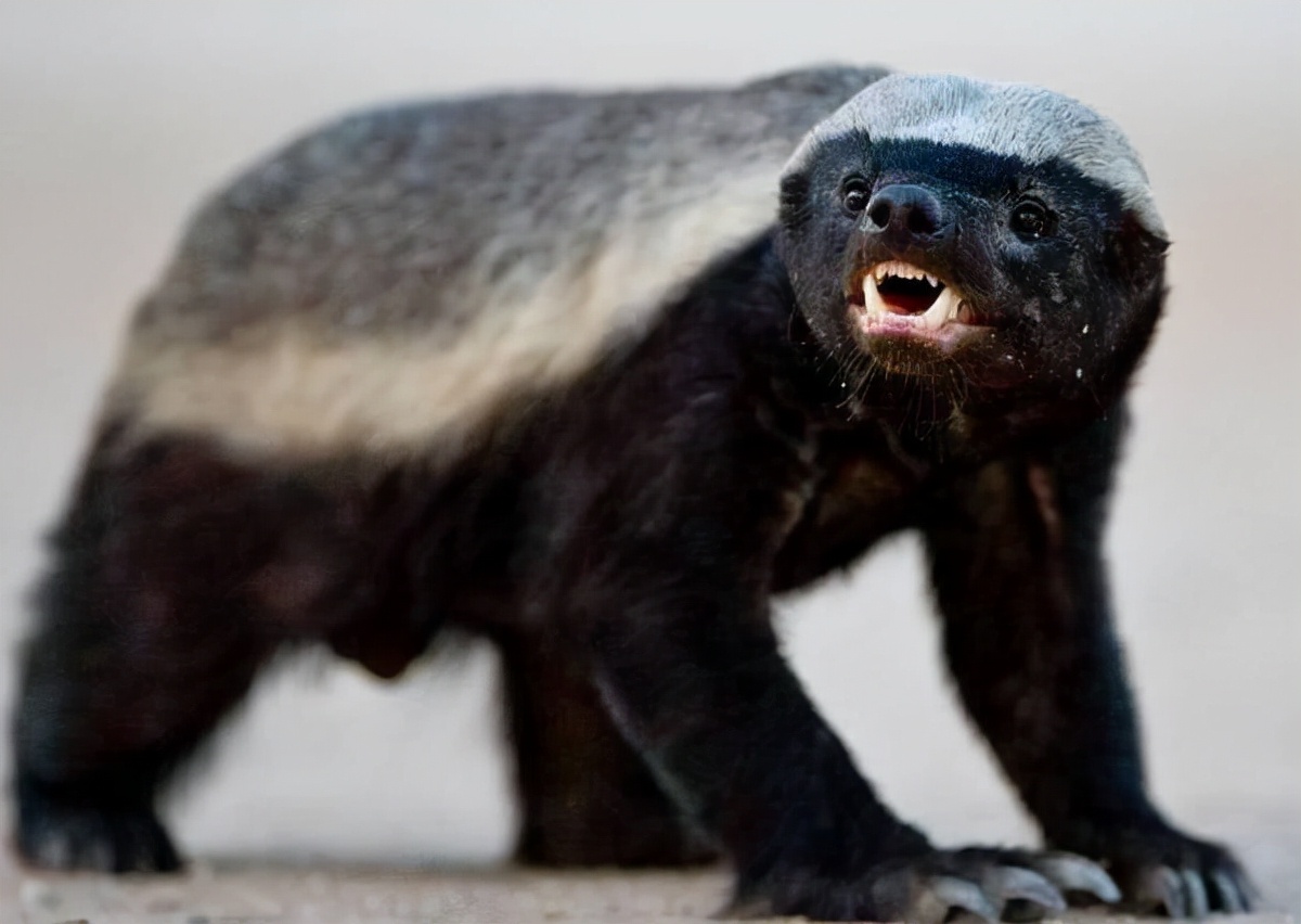 蜜獾为何如此凶猛,蜜獾那么凶猛真实的战斗力咋样