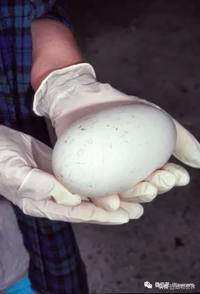 奇异鸟的样子,奇异鸟在哪里