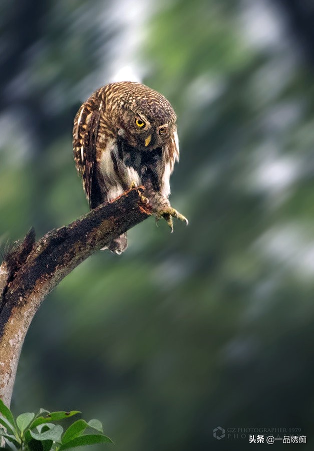 鸟类名字生僻字,带有鸟字的生僻字