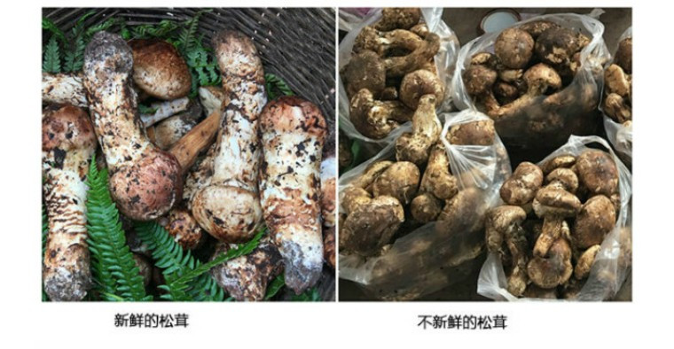 鲜到极处,鲜到极致是什么味