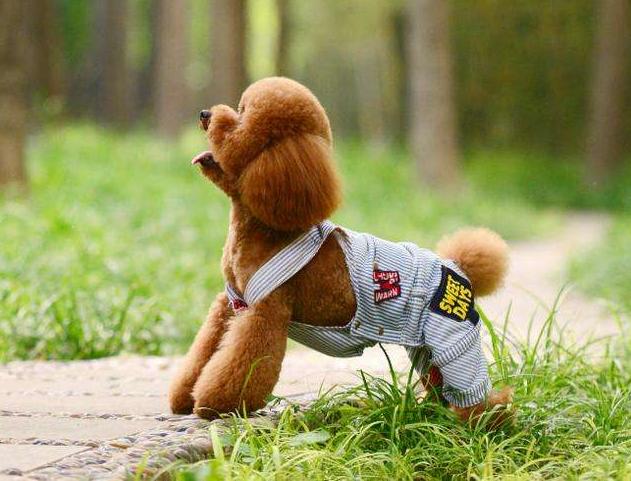 泰迪狗怕热吗夏天,泰迪犬残酷的真相