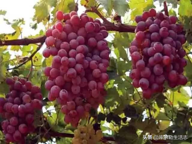 新疆哈密新品种葡萄,新疆新品种葡萄