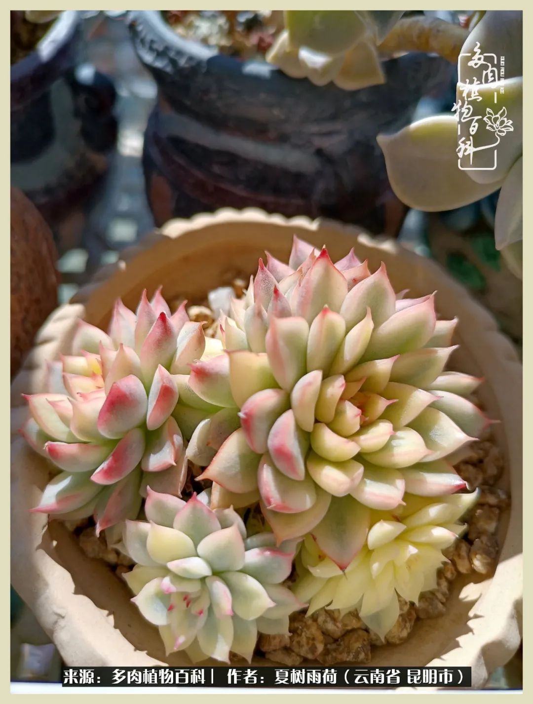 自从养了多肉有了窗台想要个阳台,养多肉10年多