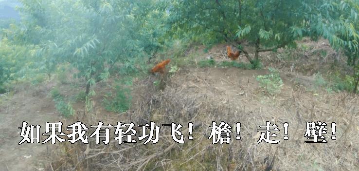 超有鸡味的阳山鸡,广东阳山鸡口感如何