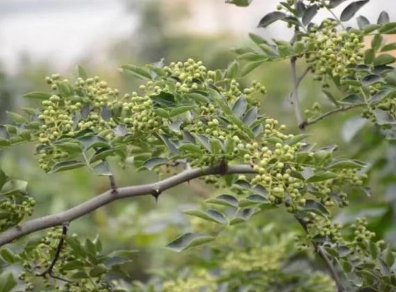 如何提高花椒的坐果率,花椒落粒不可怕科学管理是关键