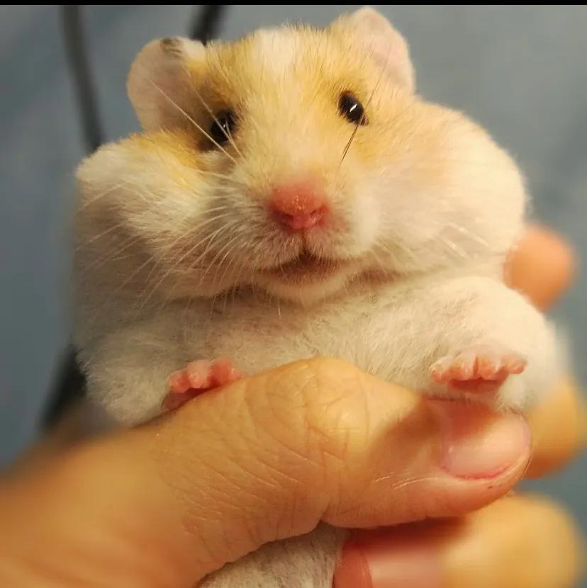 小学生养仓鼠新手入门必知,养仓鼠必须了解的知识新手必看