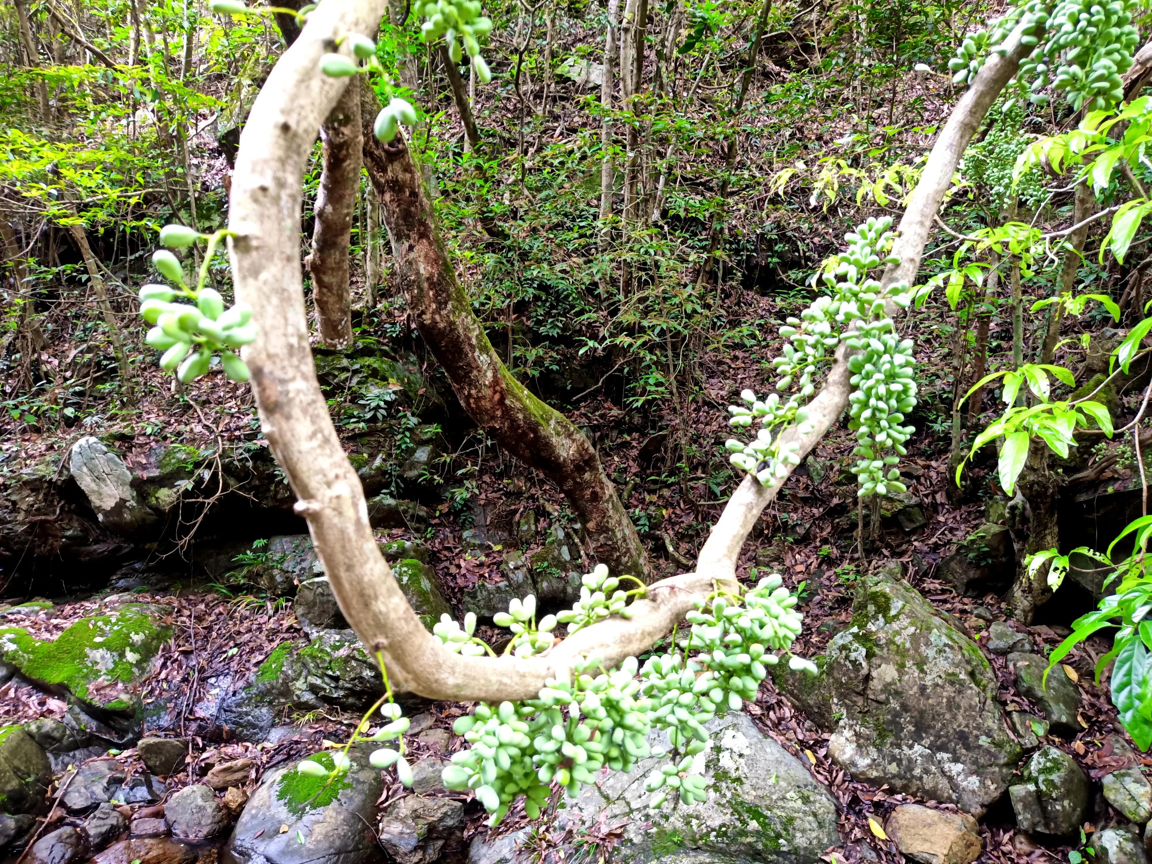 情人谷深圳,深圳情人谷绝情谷