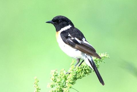 广东常见鸟类图谱和名称图文,东江揽胜鸟类