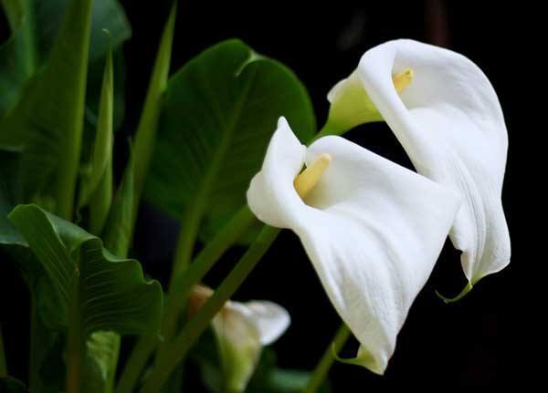 马蹄莲怎么养可多开花,马蹄莲怎么养才能多开花