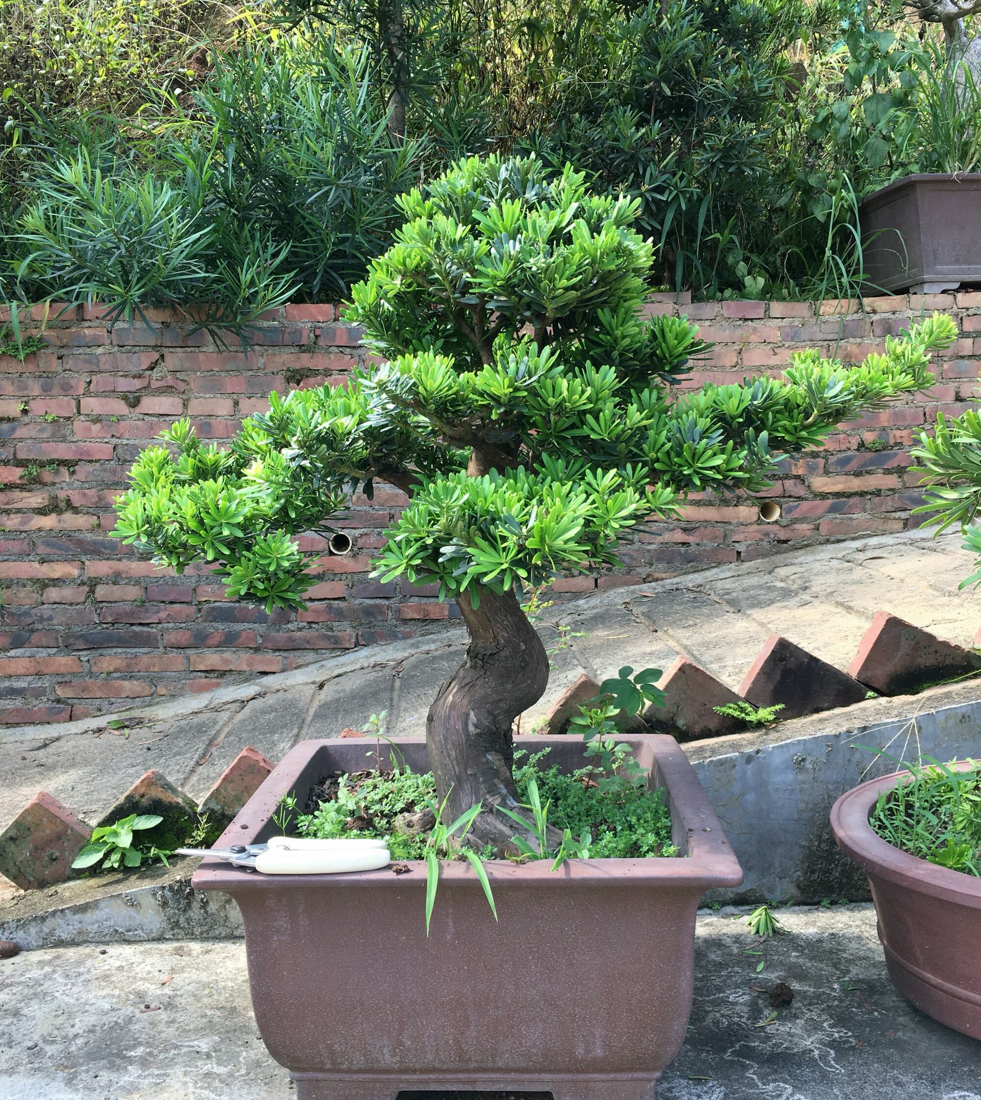 罗汉松盆景的造型与养护技巧,罗汉松盆景养护管理要点有哪些