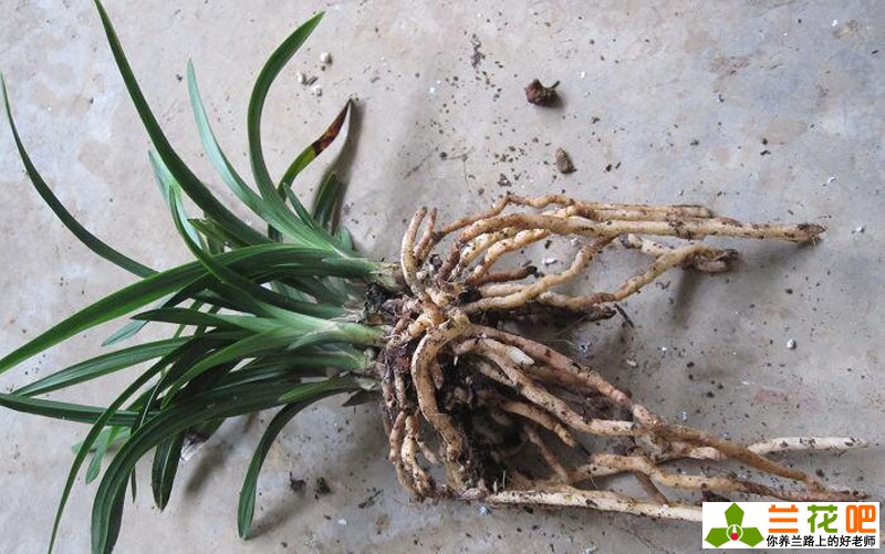 兰花皮草,皮草兰花