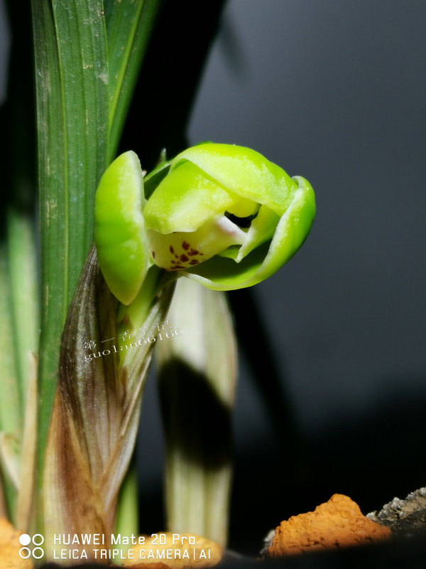 艺兰频道兰花价格,兰花养护掌握6点