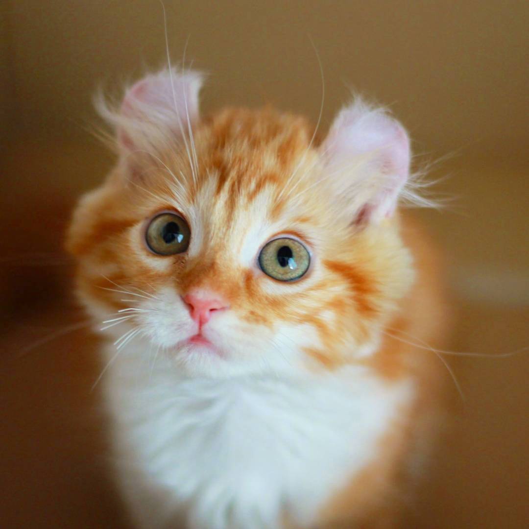 又骗我养猫系列|长得像大橘的卷耳猫