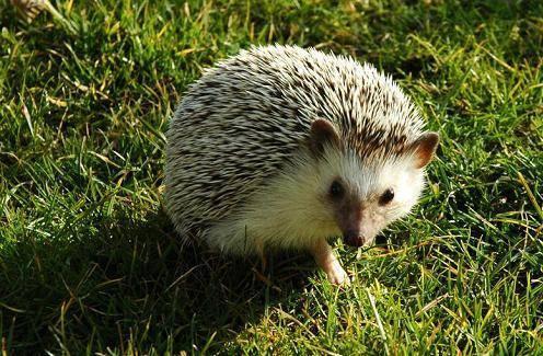 浑身是刺的小刺猬,浑身都是刺的刺猬